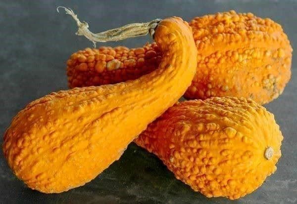 Piante & sementi: Courgette Coutors ! TRES RARE 5g – Nuovo (secondo la descrizione) da Bremblens venduto da FIBONACCI369