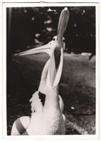 Fotografie Zoologischer Garten, Pelikan 