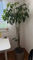 Pflanze mit rollenden Topf, ca 1.80m hoch