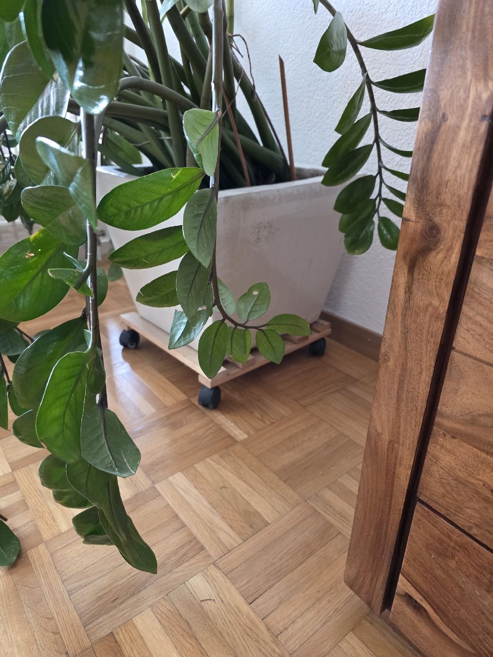 Pflanzen & Samen: Grosse Zamioculcas Glücksfeder – Gebraucht aus Schwerzenbach von Sunnymen1 2