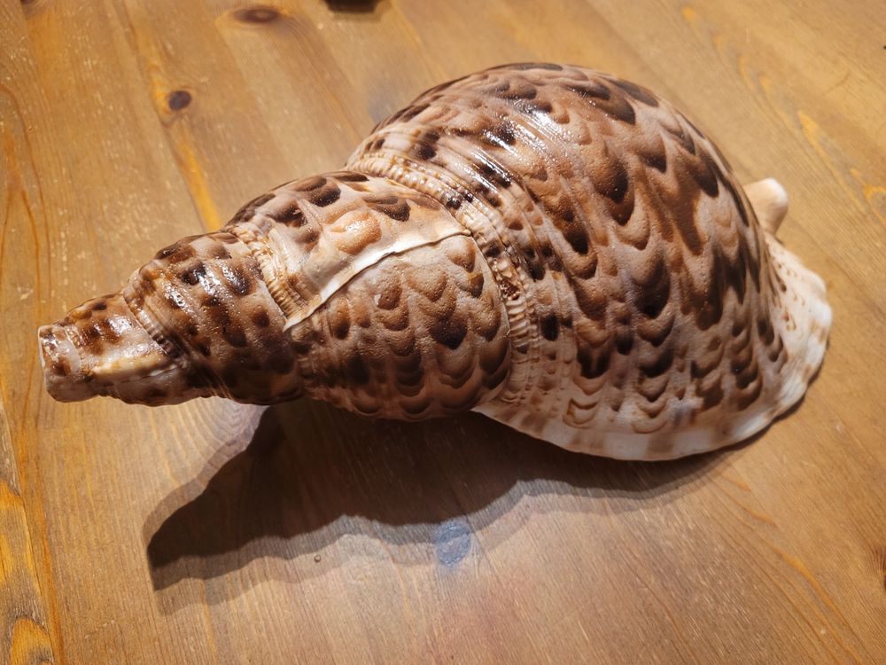 ERINGOGO Muschelhorn 14cm - Naturmuschel Instrument Für Strand & Partys