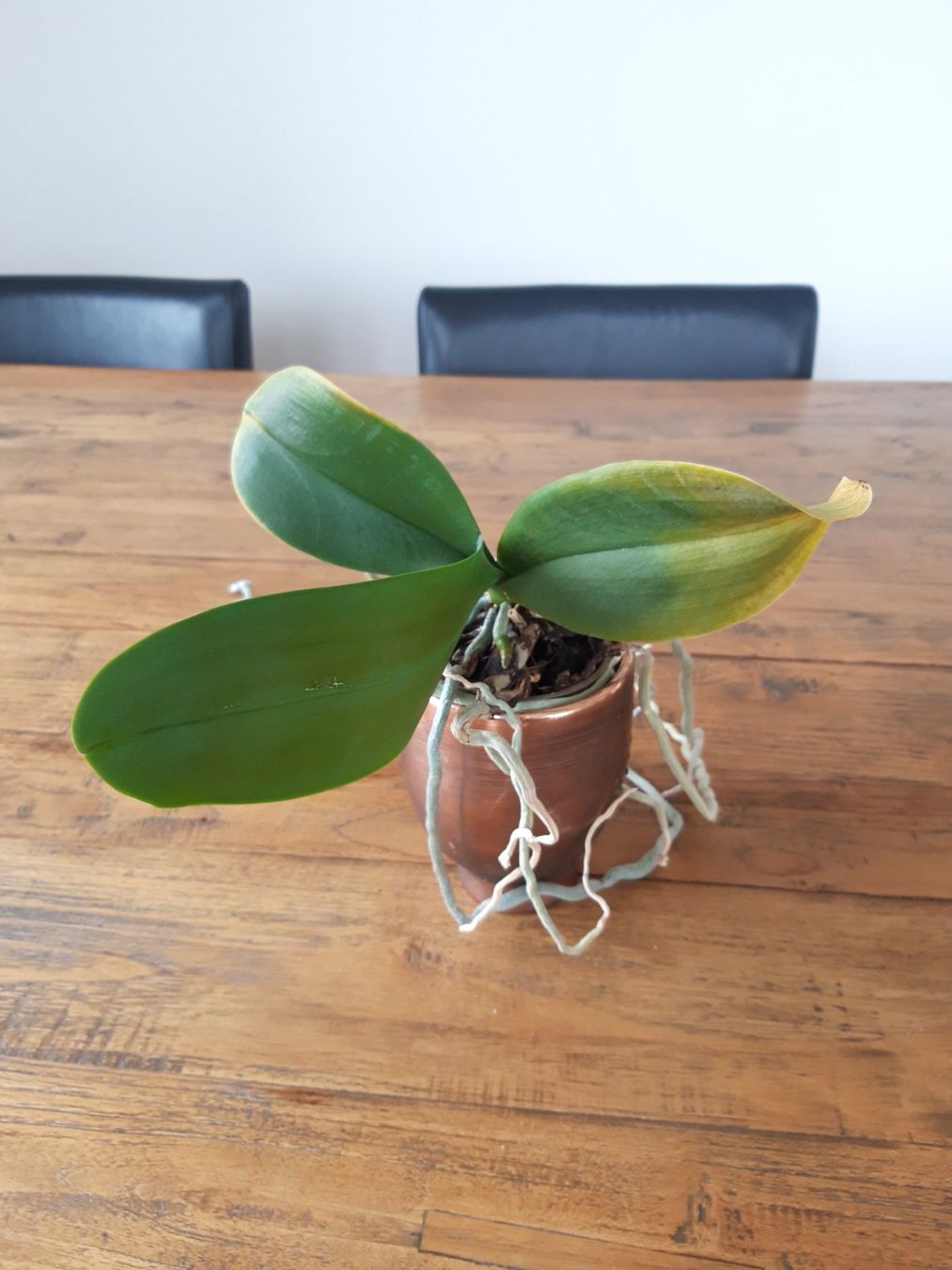 Piante & sementi: Zimmerpflanze Pflanze Orchidee ohne Topf – Usato da Feuerthalen venduto da tanatha_st 1