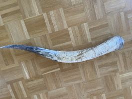 Aus Nachlass von Grossvater. Echtes Stierhorn