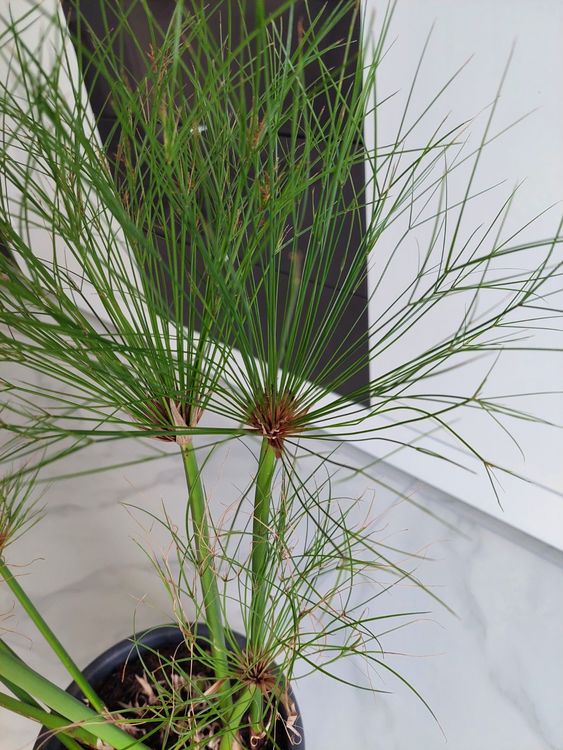 Papyrus spezielle Zimmerpflanze Kaufen auf Ricardo