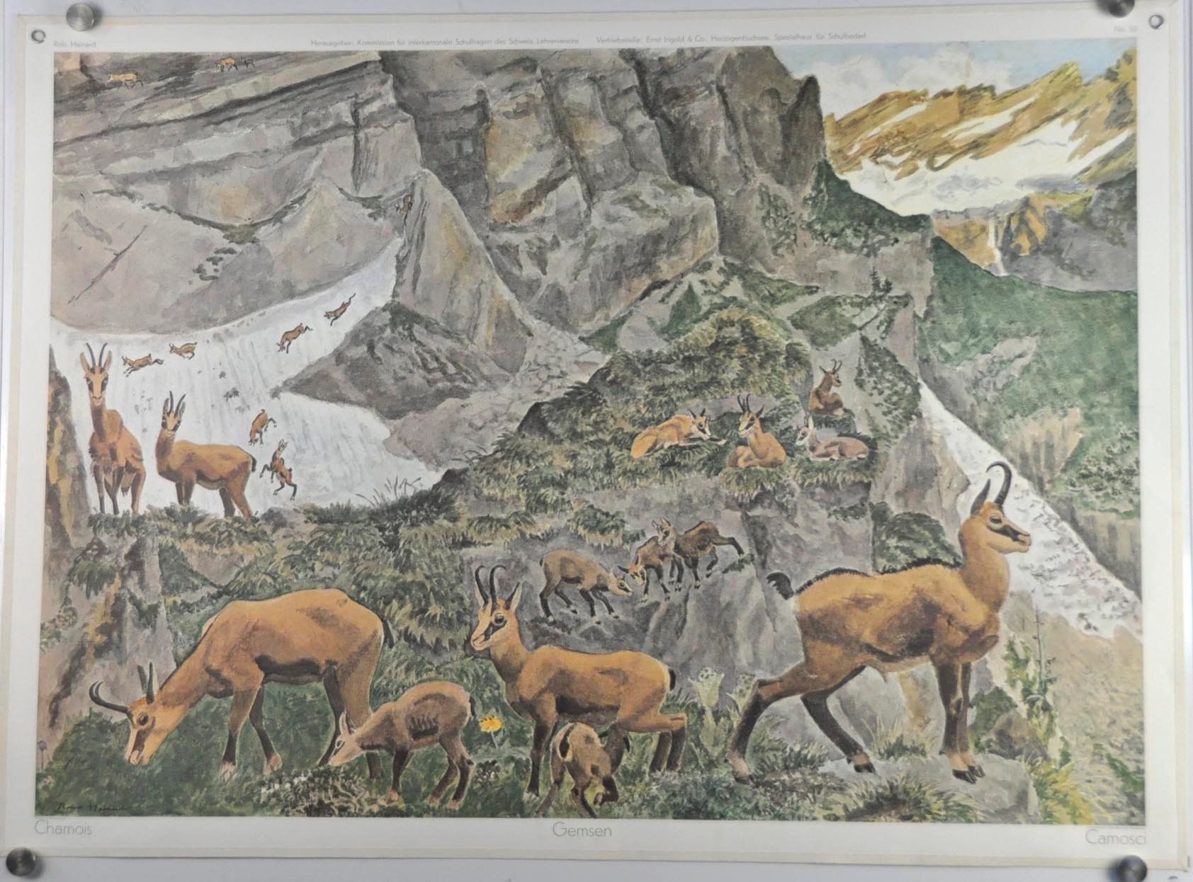 Poster & Bilder: Schulwandbild "Gemsen" Robert Hainard @TI – Gebraucht aus Härkingen von sammelbecken