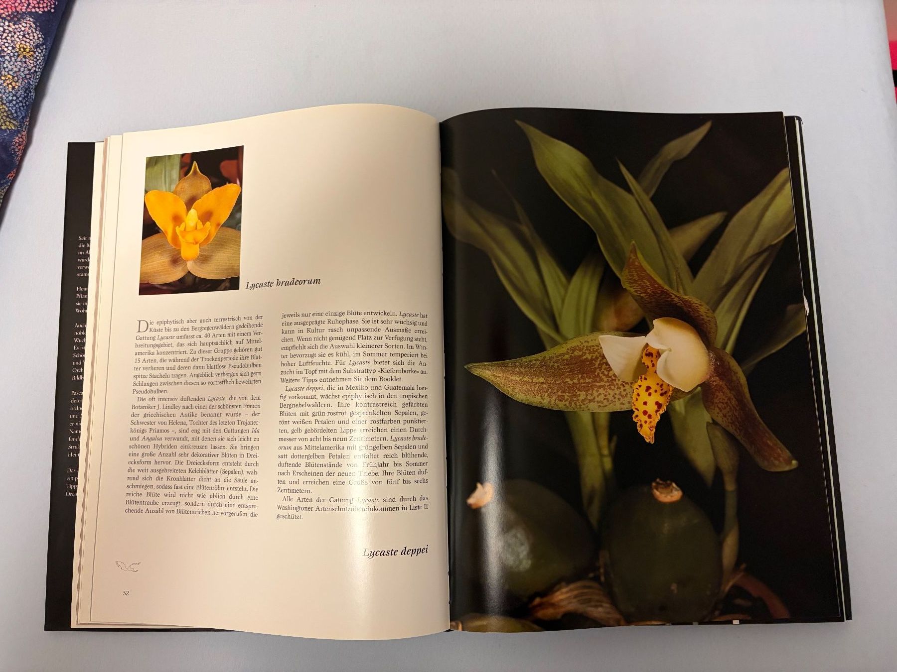 Libri: Orchideen-Buch, Bildband, Orchideen bestimmen – Usato da Zürich venduto da Fortunalis 1