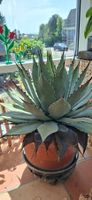 Chisos Agave Pflanze Topf ca. 55cm Durchmesser guter Zustand