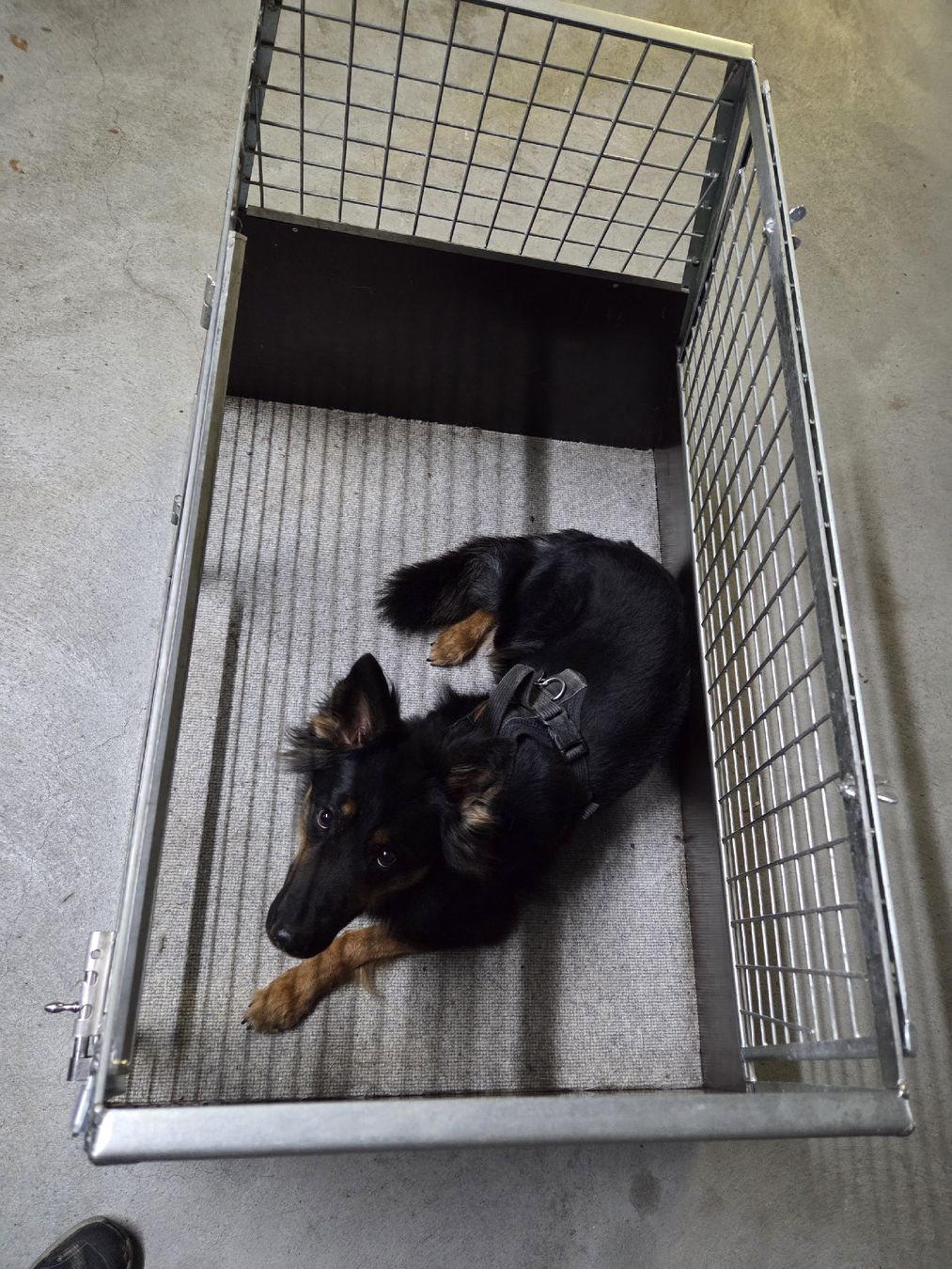 Gabbie, trasporto & Sicurezza: Mass-Hundeboxe der Marke Stöckli – Usato da Dübendorf venduto da Daroflu 3