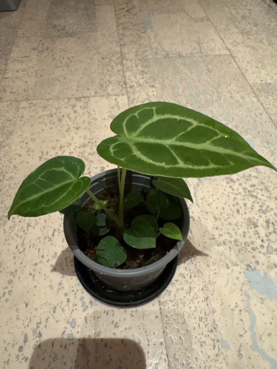 Piante & sementi: Anthurium Hybrid  – Usato da Niederbüren venduto da Monde09 2