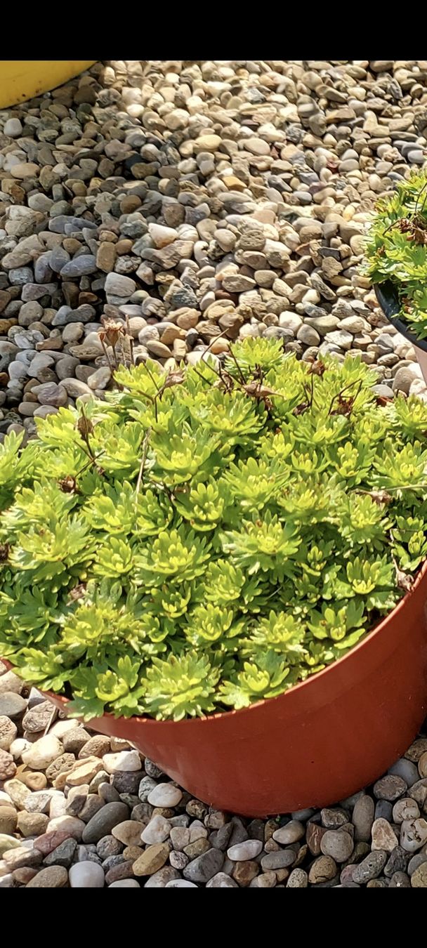 Piante & sementi: Steinbrech - Polsterpflanze mit weißen Blüten – Usato da Küssnacht am Rigi venduto da Mukare 1