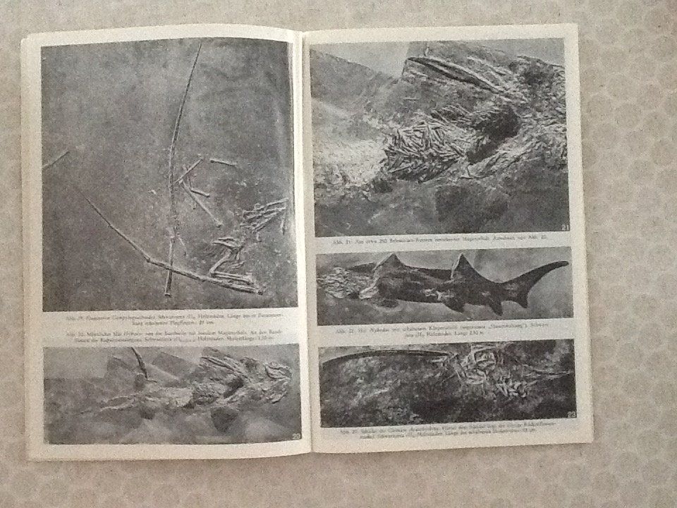 Libri: Fossilien aus Holzmaden – Usato da Olten venduto da smiples 1