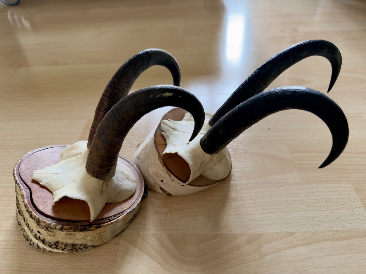 Il mondo degli animali: Walliser Gämse Schädel Trophäe auf Holzsockel – Usato da Widnau venduto da kustercarmen 2
