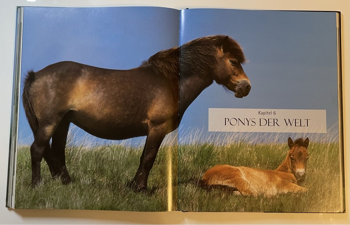 Libri: Buch Pferde - Schönes Bilderbuch – Nuovo (secondo la descrizione) da Luzern venduto da Collie_Bel 4
