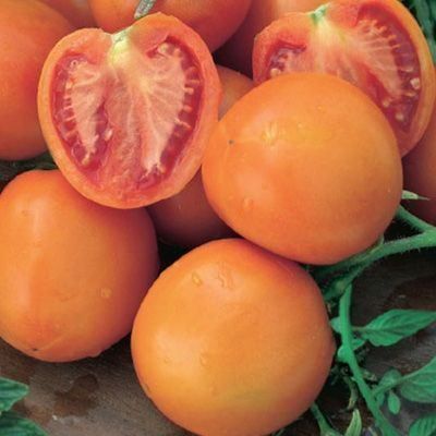 Piante & sementi: 50 Samen ZLATAVA Tomate – Nuovo (secondo la descrizione) da Ehrendingen venduto da VerveinaSamen 2