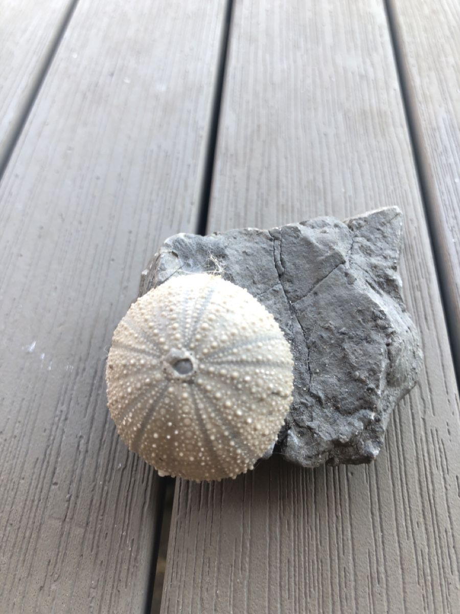 Fossili: Versteinerter Seeigel  – Usato da Mühlethal venduto da nyffeler2815