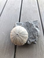 Versteinerter Seeigel 