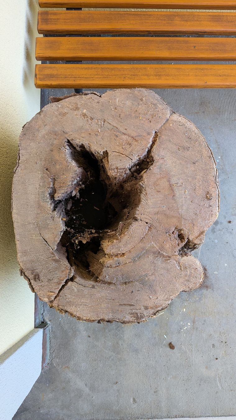 Articoli in legno: Birnbaum Stamm hohl – Nuovo (secondo la descrizione) da Wattwil venduto da Woodbender