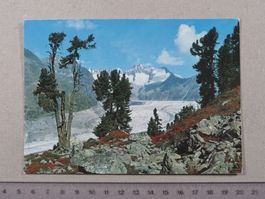 Aletschwald, Aletschgletscher, Fiescherhörner