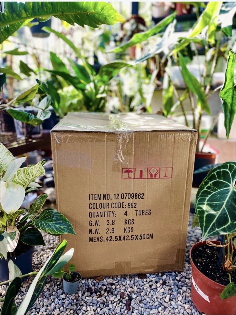 Piante & sementi: Grosse Zimmerpflanzen Überraschungsbox – Nuovo (secondo la descrizione) da Rothrist venduto da Magdalenasthings