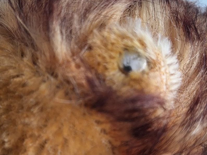 Steiff Giocattoli: Steiff Löwe Leo mit Knopf im Ohr – Usato da Sissach venduto da luvama 8