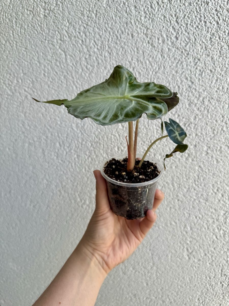 Piante & sementi: Alocasia Venom  – Nuovo (secondo la descrizione) da La Tour-de-Trême venduto da LyAmy 2