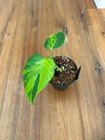 Monstera Aurea ‘Marilyn’ (Large Form)