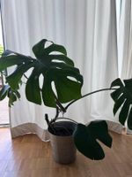 Monstera normal ohne Topf (Post möglich, Update 01.09.2026)