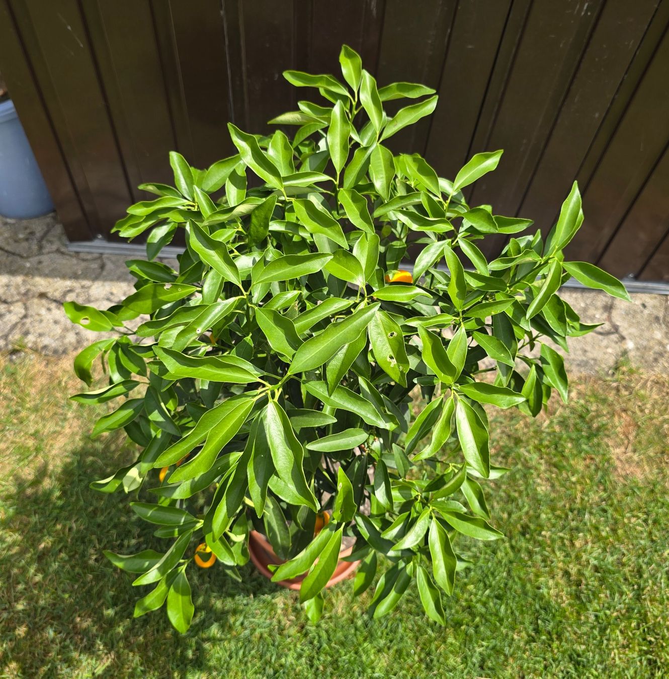 Piante & sementi: 🍊Kumquat-Bäumchen – Nuovo (secondo la descrizione) da Aarburg venduto da popkorn65 3