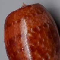 Profile image of tritonis