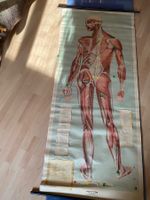 Schulwandbild /affiche d école LES MUSCLES 1960