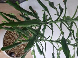 Dracaena Pflanze im weissen Topf gebraucht guter Zustand