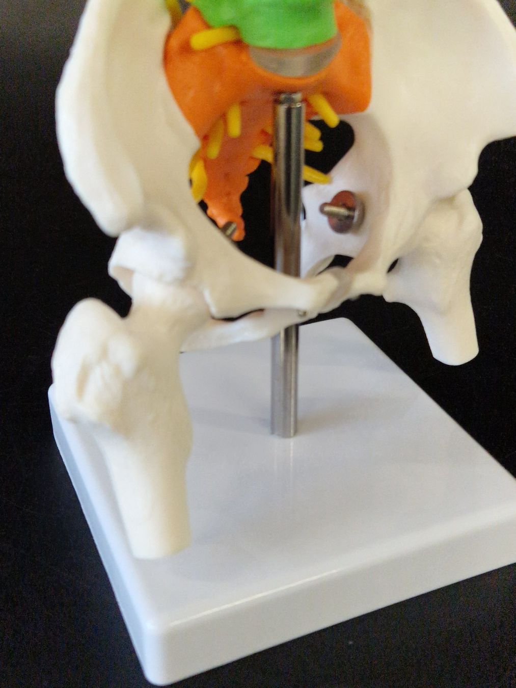 Modellbausätze & Standmodelle: Flexibel Farbiges Anatomisches Wirbelsäulenmodell – Neu (gemäss Beschreibung) aus Muhen von Restwert_Muhen 1