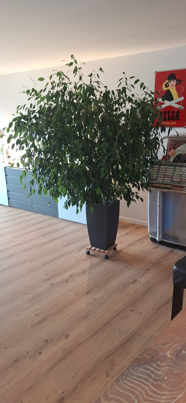 Pflanzen & Samen: Ficus Benjamini Pflanze mit Topf – Gebraucht aus Unterengstringen von Cimetta 1