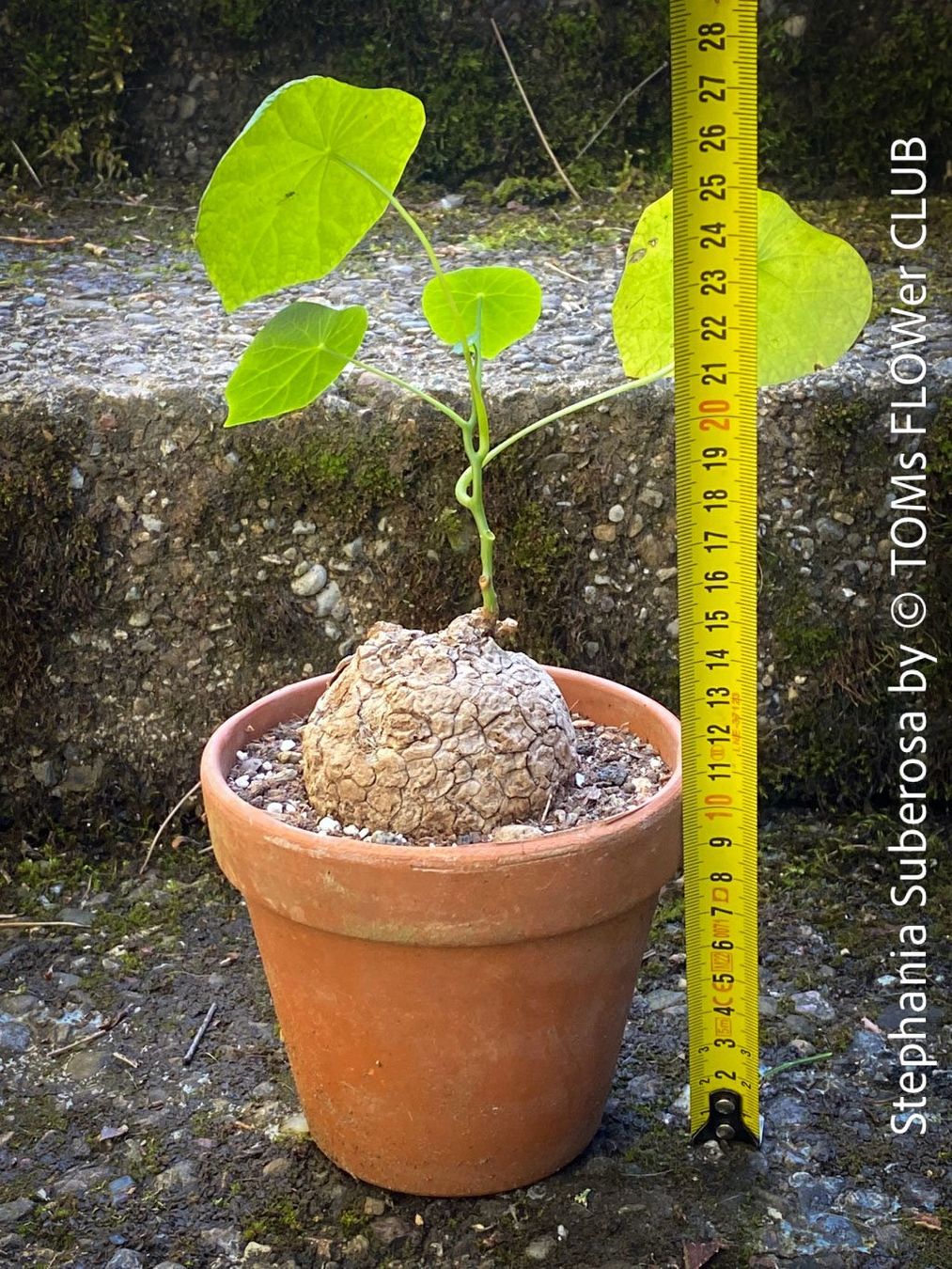 Piante & sementi: Stephania Suberosa - eine einzigartige Caudex-Pflanze – Nuovo e nell'imballaggio originale da Adliswil venduto da TAKEYOURPLANT 5