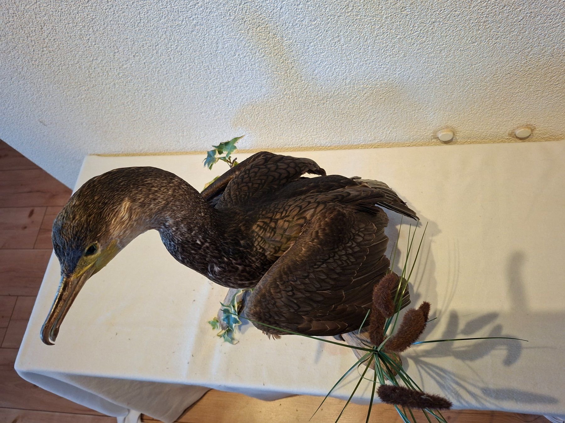 Il mondo degli animali: Kormoran – Usato da Wünnewil venduto da Boschung1