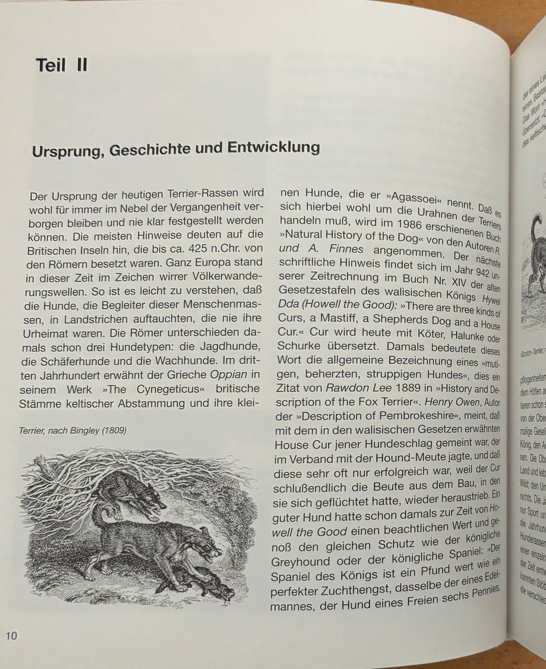 Bücher: Wild Rosemarie, Terrier - Niederläufer – Neu (gemäss Beschreibung) aus Sarnen von Livres 6