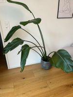 Strelitzie ca. 130cm hoch