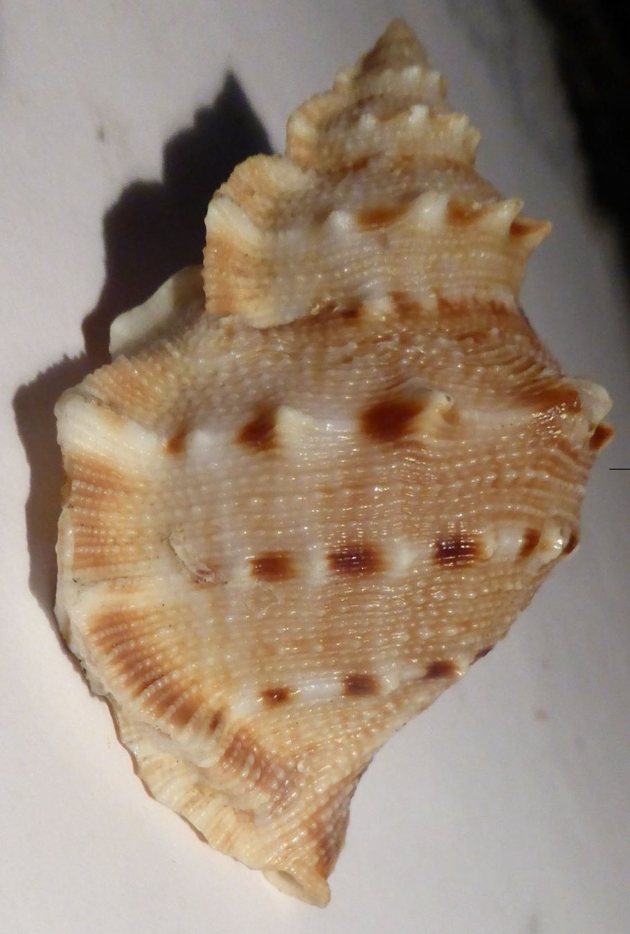 BUFONARIA CRUMENA; MUSCHEL,--6,5 CM; BESTE QUALITÄT, SELTEN (Gebraucht ...