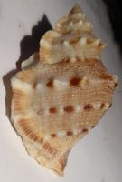 BUFONARIA CRUMENA; MUSCHEL,--6,5 CM; BESTE QUALITÄT, SELTEN