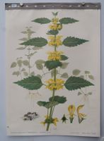 Schulwandbild „Goldnessel" (Lamium galeobdolon) Seitz Sonder