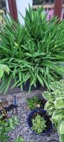 Apapanthus weiss