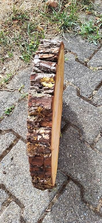 Articles en bois: Holzscheibe – D'occasion à Duggingen par lot-of-fun 2