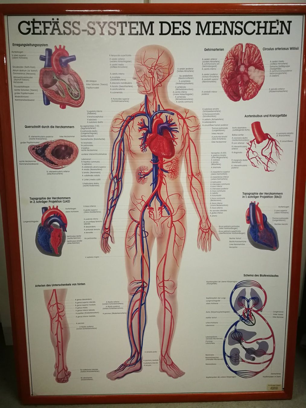Foto & Immagini: 5 Anatomische Bilder/ Plakate eingerahmt – Usato da Horgen venduto da lemisk