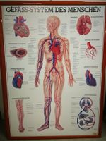 5 Anatomische Bilder/ Plakate eingerahmt