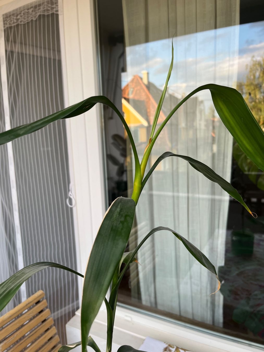 Piante & sementi: Glücksbambus (Dracaena) – Usato da Bern venduto da kho_s6j8 1