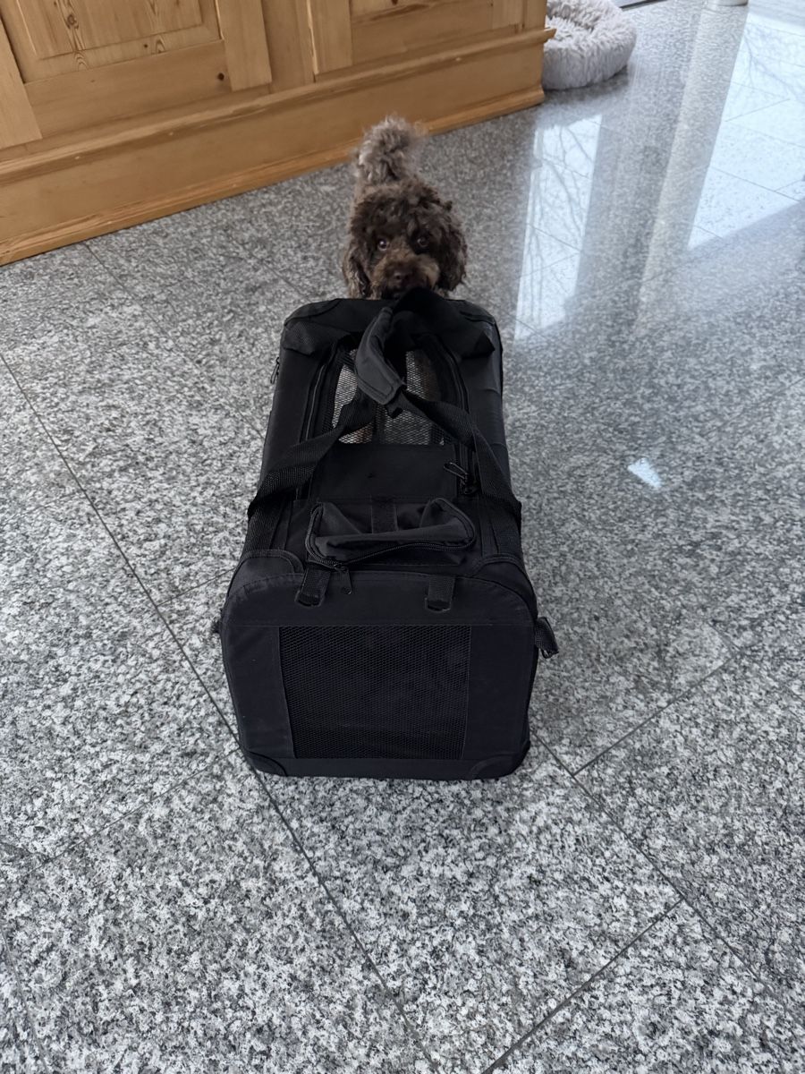 Cucce & Letti: Kleintier-Transportbox – Nuovo (secondo la descrizione) da Bernhardzell venduto da kemonmanja 3
