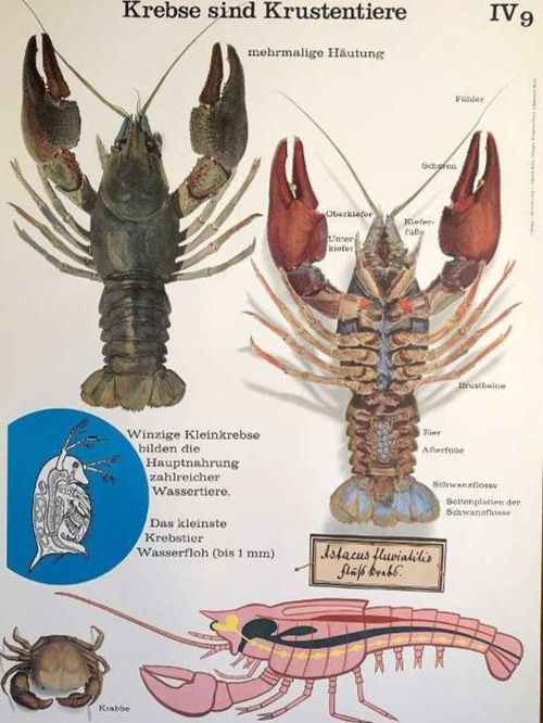 Foto & Immagini: Schulwandbild Poster Nr.9:  Krebse sind Krustentiere – Usato da Härkingen venduto da sammelbecken