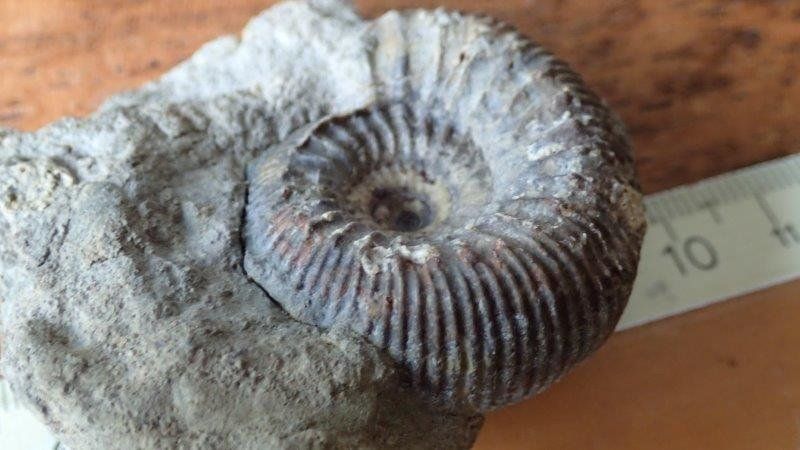 Fossilien: Ammonit Stephanoceras Basel-Landschaft – Gebraucht aus Rickenbach BL von Oktober68 5