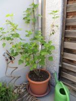 Cassispflanze / Schwarze Johannisbeere im grossen Topf