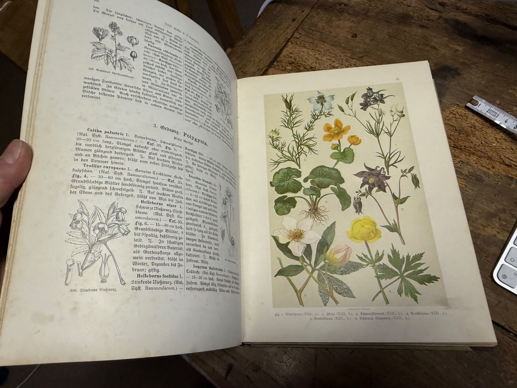 Libri: 1901 Carl Hoffmanns Pflanzenatlas – Usato da Bern venduto da Jwpm66 4